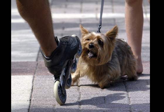 Matzger vs. Yorkie