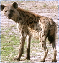 hyena